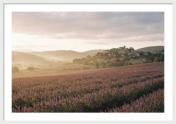 Sea Of Lavender Stretching To Distant Hills