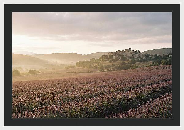 Sea Of Lavender Stretching To Distant Hills