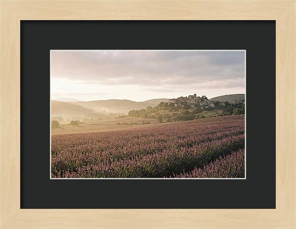 Sea Of Lavender Stretching To Distant Hills