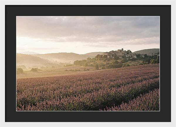 Sea Of Lavender Stretching To Distant Hills