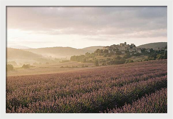 Sea Of Lavender Stretching To Distant Hills