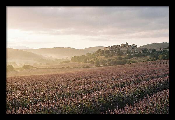 Sea Of Lavender Stretching To Distant Hills