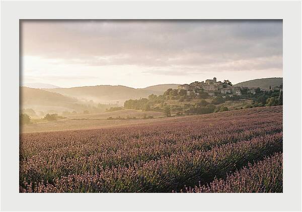 Sea Of Lavender Stretching To Distant Hills