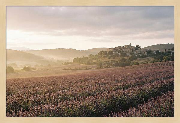 Sea Of Lavender Stretching To Distant Hills