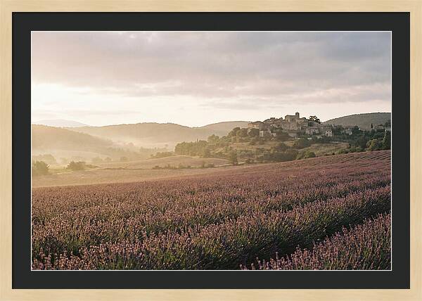 Sea Of Lavender Stretching To Distant Hills