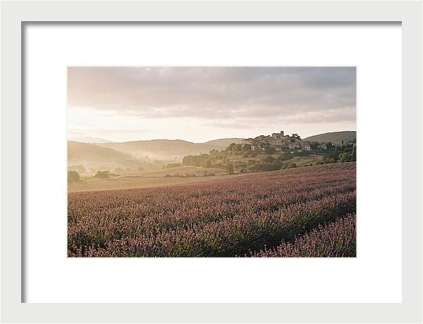 Sea Of Lavender Stretching To Distant Hills
