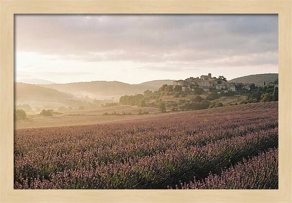 Sea Of Lavender Stretching To Distant Hills