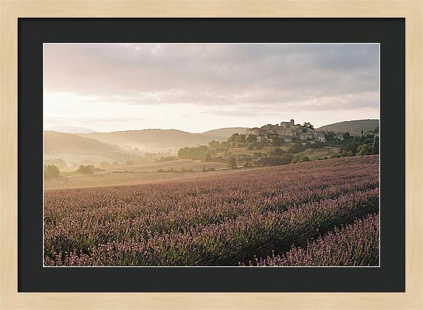 Sea Of Lavender Stretching To Distant Hills