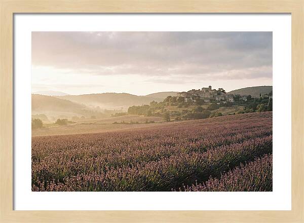 Sea Of Lavender Stretching To Distant Hills