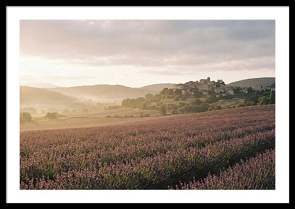 Sea Of Lavender Stretching To Distant Hills