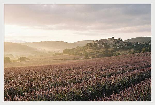 Sea Of Lavender Stretching To Distant Hills