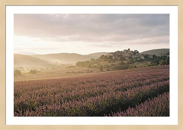 Sea Of Lavender Stretching To Distant Hills