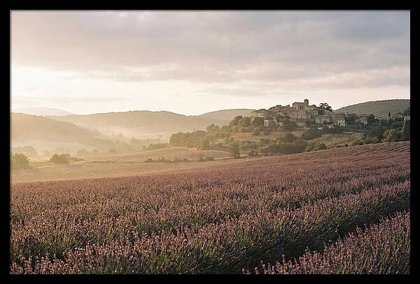 Sea Of Lavender Stretching To Distant Hills