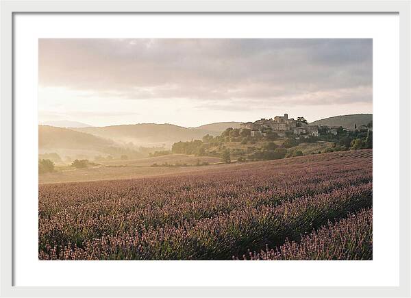 Sea Of Lavender Stretching To Distant Hills
