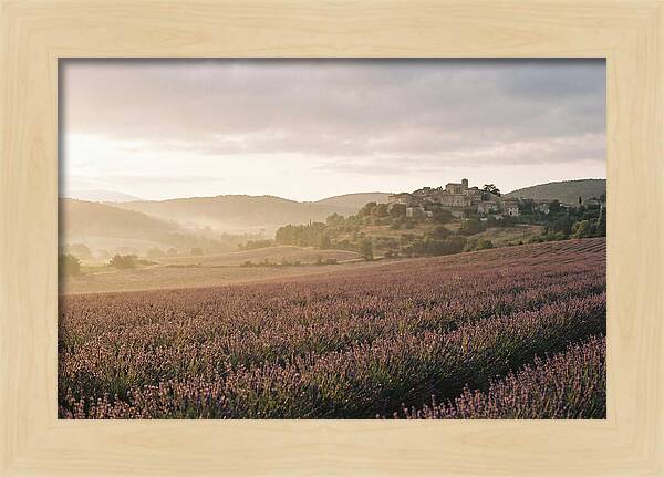 Sea Of Lavender Stretching To Distant Hills