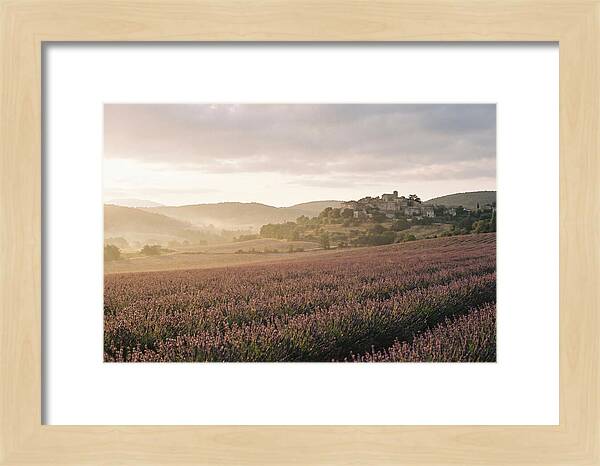 Sea Of Lavender Stretching To Distant Hills