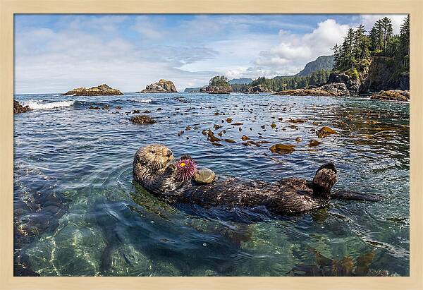 Sea Otter Enjoying A Snack