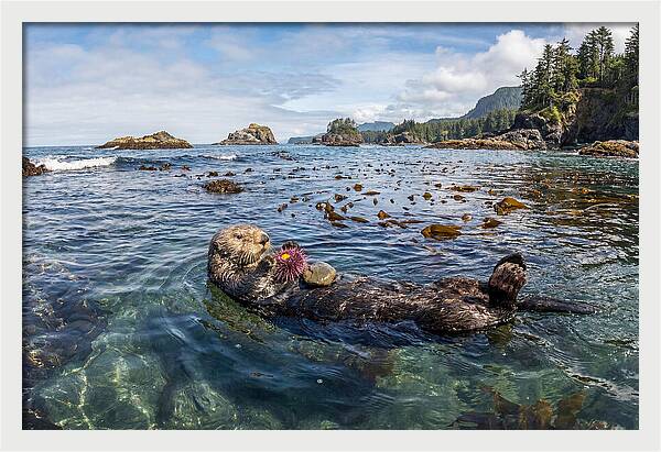 Sea Otter Enjoying A Snack