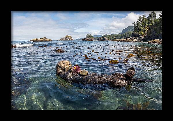 Sea Otter Enjoying A Snack