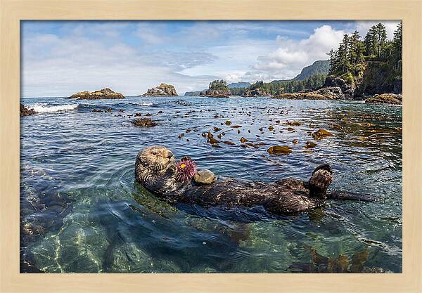Sea Otter Enjoying A Snack