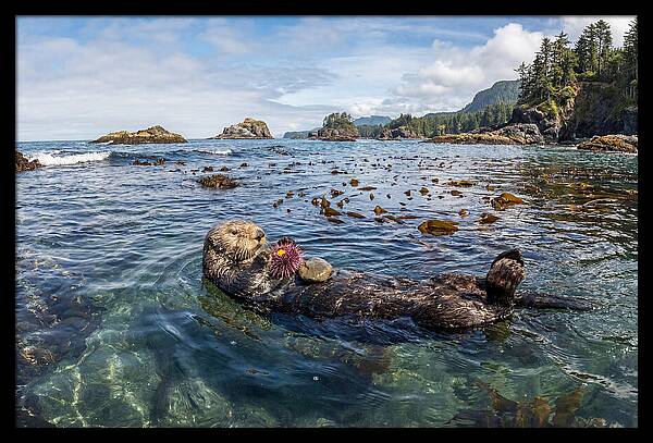Sea Otter Enjoying A Snack