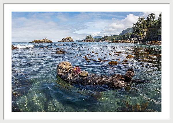 Sea Otter Enjoying A Snack