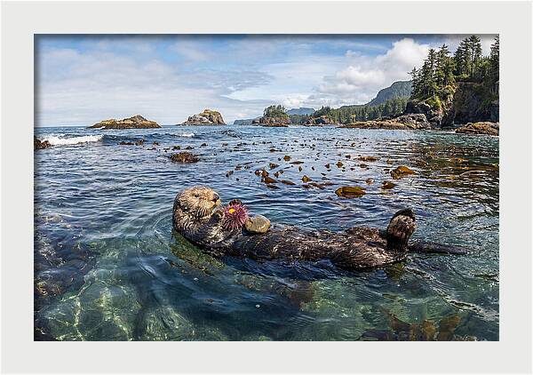 Sea Otter Enjoying A Snack