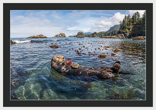 Sea Otter Enjoying A Snack