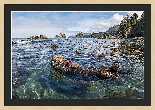Sea Otter Enjoying A Snack
