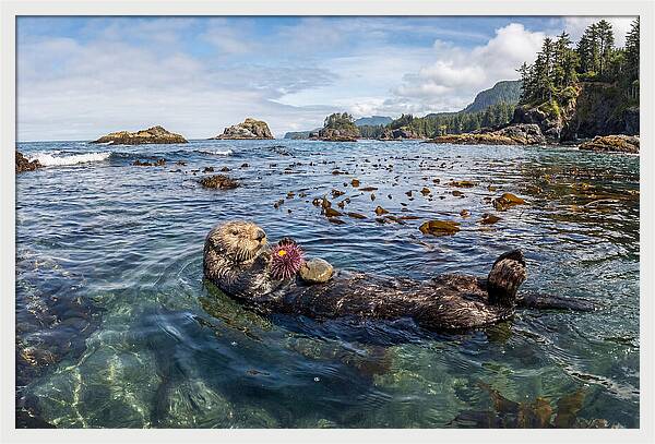 Sea Otter Enjoying A Snack