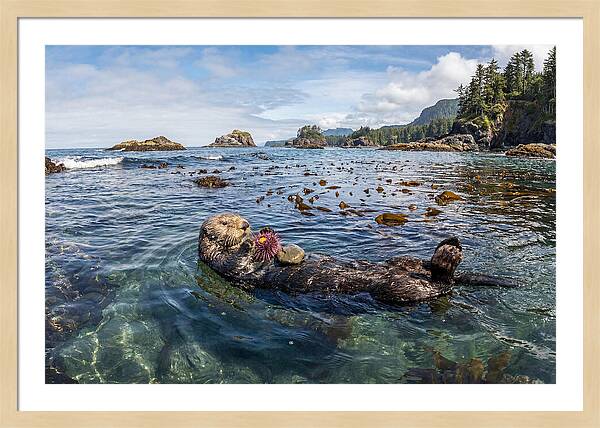 Sea Otter Enjoying A Snack