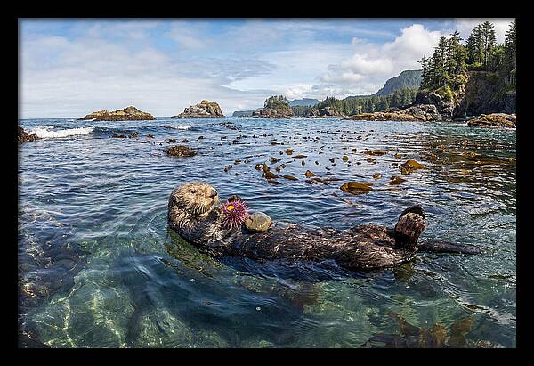 Sea Otter Enjoying A Snack