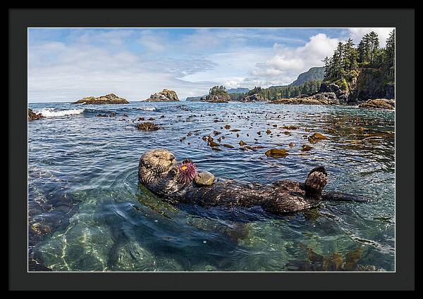 Sea Otter Enjoying A Snack