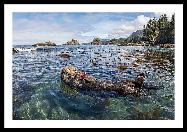 Sea Otter Enjoying A Snack