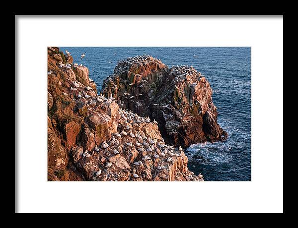 Sea Stack Colony With Nesting Gannets