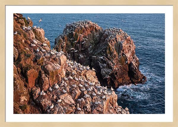 Sea Stack Colony With Nesting Gannets