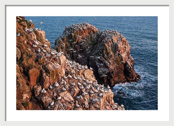 Sea Stack Colony With Nesting Gannets