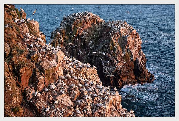 Sea Stack Colony With Nesting Gannets