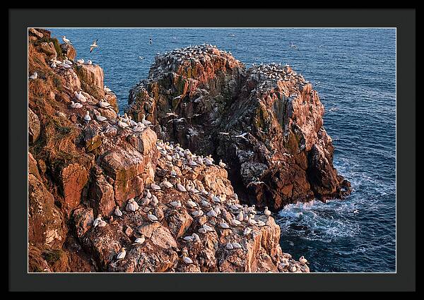 Sea Stack Colony With Nesting Gannets
