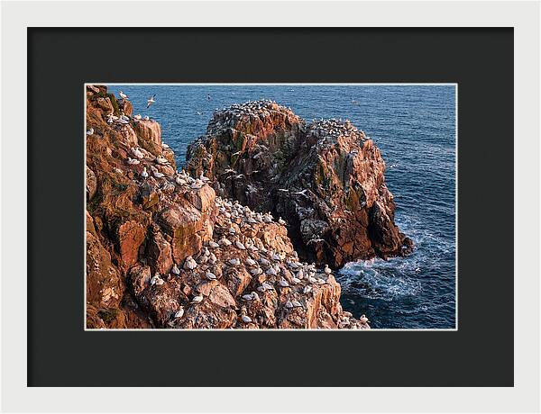 Sea Stack Colony With Nesting Gannets