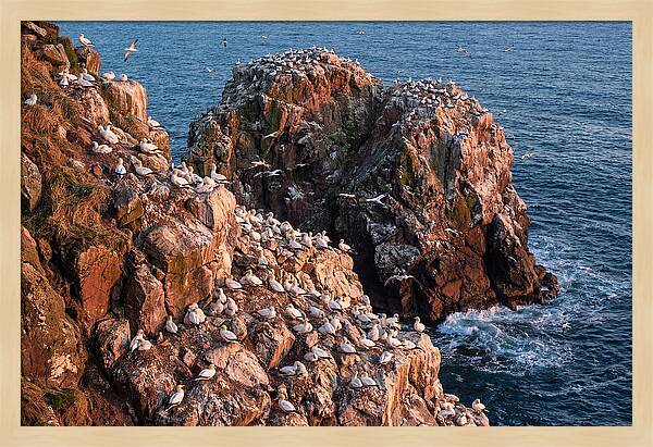 Sea Stack Colony With Nesting Gannets