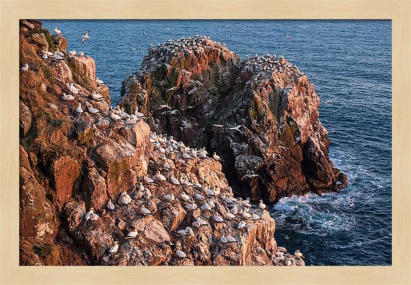 Sea Stack Colony With Nesting Gannets