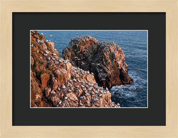 Sea Stack Colony With Nesting Gannets