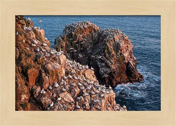 Sea Stack Colony With Nesting Gannets