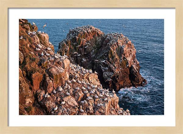 Sea Stack Colony With Nesting Gannets