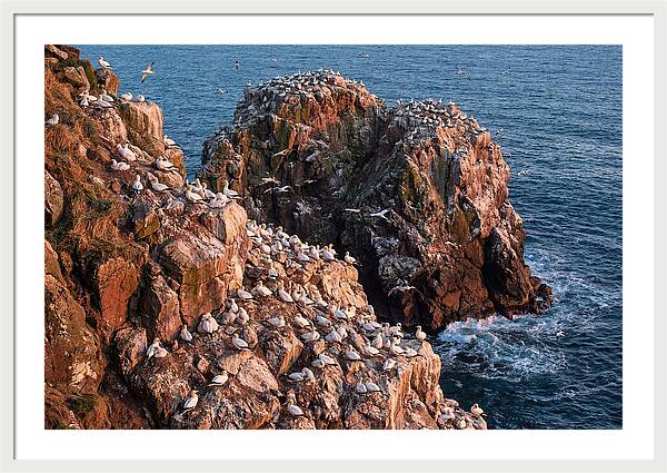 Sea Stack Colony With Nesting Gannets