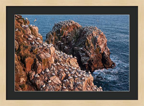 Sea Stack Colony With Nesting Gannets