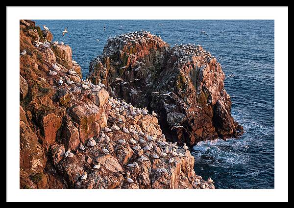 Sea Stack Colony With Nesting Gannets