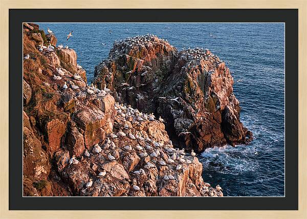 Sea Stack Colony With Nesting Gannets
