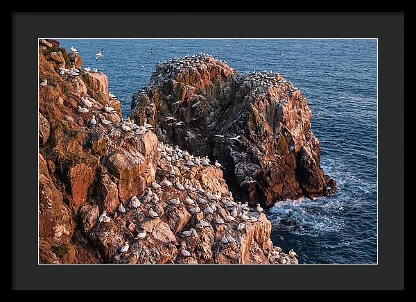 Sea Stack Colony With Nesting Gannets